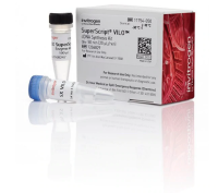 Набор SuperScript VILO cDNA Synthesis Kit, Thermo FS