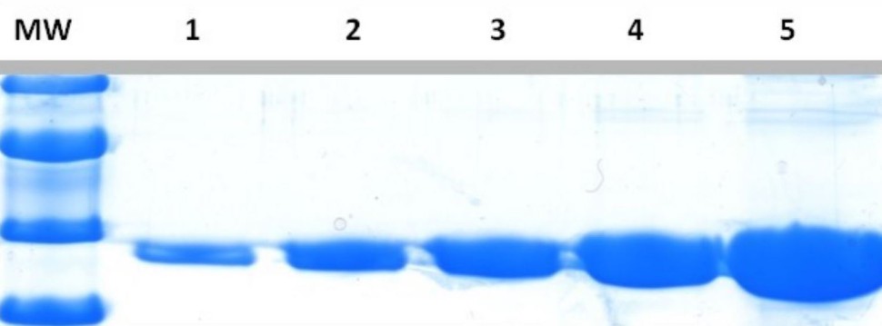Краситель для белкового фореза InstantBlue Coomassie Protein Stain, Abcam