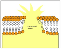 Набор для экстракции бактериального белка, НЭББ, diaGene, Диаэм