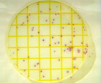 Микробиологические экспресс-тесты для определения Staphylococcus aureus, за 24-48 ч, Petrifilm, 25 шт./уп., 3M (аналоги арт. 61893, Kikkoman; арт. KGR002, Ringbio)