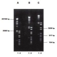 Агароза, низкий EEO, D1, GQT, Genetic Quality Tested, diaGene