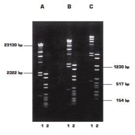 Агароза, низкий EEO, D1, GQT, Genetic Quality Tested, diaGene