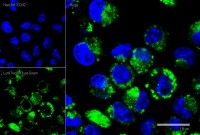 Краситель флуоресцентный для клеточной микроскопии LumiTracker Lyso Green, зеленый, Lumiprobe