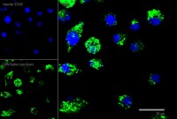 Краситель флуоресцентный для клеточной микроскопии LumiTracker Lyso Green, зеленый, Lumiprobe