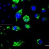 Краситель флуоресцентный для клеточной микроскопии LumiTracker Lyso Green, зеленый, Lumiprobe