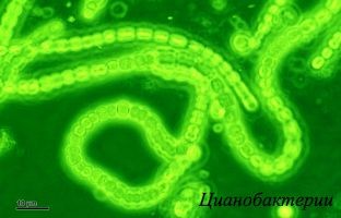 Освещение LED для Minitron, Infors