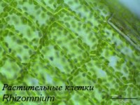 Освещение LED для Minitron, Infors