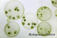 Освещение LED для Minitron, Infors