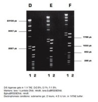 Агароза, низкий EEO, D5, повышенная прочность геля, diaGene
