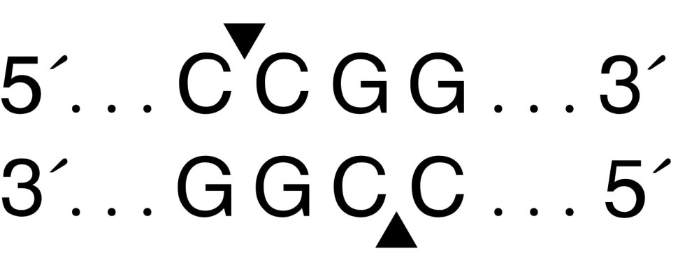 Эндонуклеаза рестрикции MspI, 20 000 ед/мл, New England Biolabs
