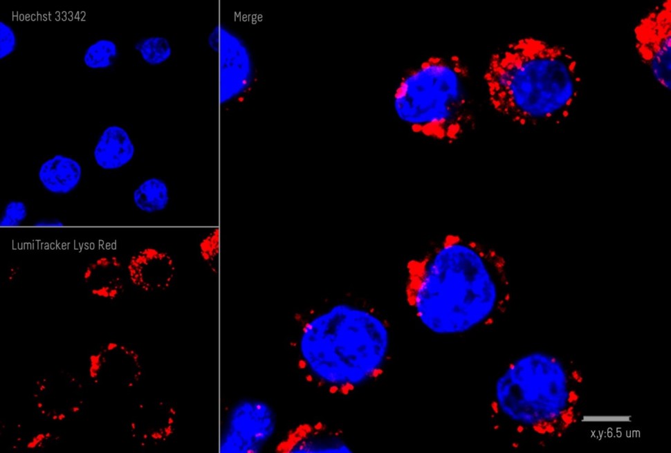 Краситель флуоресцентный для клеточной микроскопии LumiTracker Lyso Red, красный, Lumiprobe