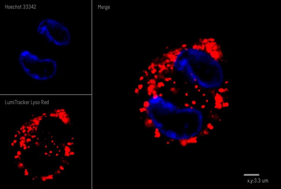 Краситель флуоресцентный для клеточной микроскопии LumiTracker Lyso Red, красный, Lumiprobe