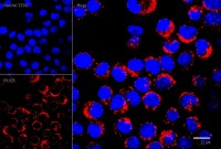 Набор для мечения клеточных мембран красителем РКН26, оранжево-красный, Lumiprobe