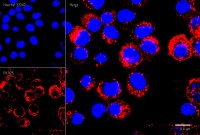 Набор для мечения клеточных мембран красителем РКН26, оранжево-красный, Lumiprobe