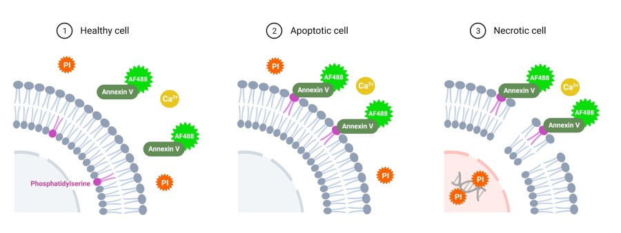 Набор для определения апоптотических клеток с помощью аннексина V-AF488, Lumiprobe