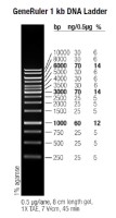Маркер длин ДНК GeneRuler 1 kb, 10 фрагментов от 250 до 10000 п.н., 0,5 мкг/мл, Thermo FS