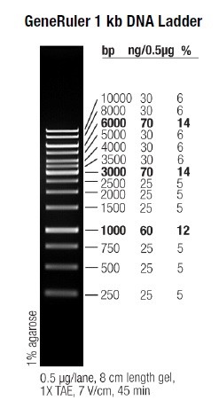 Маркер длин ДНК GeneRuler 1 kb, 10 фрагментов от 250 до 10000 п.н., 0,5 мкг/мл, Thermo FS