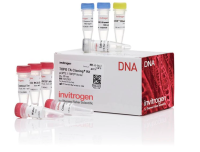 Набор для клонирования TOPO TA Cloning Kit for Subcloning, компетентные клетки не включены, Thermo FS