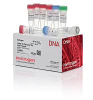 Набор для клонирования TOPO TA Cloning Kit, Dual Promoter, компетентные клетки не включены, Thermo FS