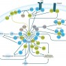 Набор для анализа активации AKT (общ./фосф.) Muse PI3K Activation Dual Detection Kit, 200 тестов, Luminex