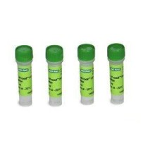 Буфер для ПЦР iProof HF, для высокоточной амплификации, 5-кратный, Bio-Rad