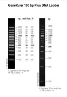 Маркер длин ДНК GeneRuler 100 bp Plus, 14 фрагментов от 100 до 3000 п.н., 0,5 мкг/мкл, Thermo FS