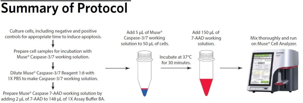 Набор для анализа апоптоза (активные каспазы-3/7) Muse Caspase-3/7 Kit, 100 тестов, Luminex
