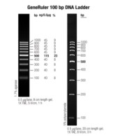 Маркер длин ДНК GeneRuler 100 bp, 10 фрагментов от 100 до 1000 п.н., 0,5 мкг/мкл, Thermo FS