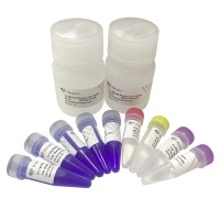 Набор для прямой ПЦР, для быстрого генотипирования мышей One Step Mouse Genotyping Kit PD101, Vazyme, Китай