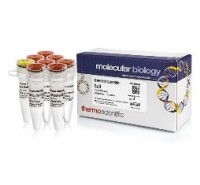 Эндонуклеаза рестрикции SalI, 10 е.а./мкл, Fermentas, Thermo FS