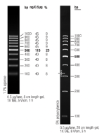 Маркер длин ДНК GeneRuler 100 bp, 10 фрагментов от 100 до 1000 п.н., готовый к применению, 0,5 мкг/мкл, Thermo FS