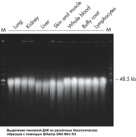 Набор для выделения ДНК из широкого спектра биологических образцов QIAamp DNA Mini Kit, Qiagen