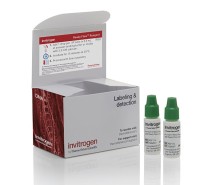 Набор Annexin V Alexa Fluor 488 Ready Flow Conjugate, для проточной цитометрии, 2х2,5 мл, 120 тестов, Thermo FS