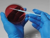 Cryptococcus neoformans, штамм ATCC 204092, 5 петель, Thermo FS