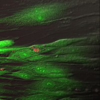 Набор LIVE/DEAD Cell Imaging Kit (488/570), для флуор. анализа (фл. микроскопия) жизнеспособности клеток млекопитающих, Thermo FS