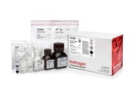 Набор mirVana miRNA Isolation Kit, without phenol, Thermo FS
