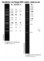 Маркер длин ДНК GeneRuler Low Range, 10 фрагментов от 25 до 700 п.н., готовый к применению, 0,1 мкг/мкл, Thermo FS