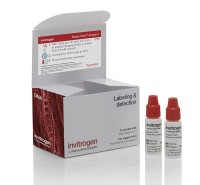 Набор Annexin V APC Ready Flow Conjugate, для проточной цитометрии, 2х2,5 мл, 120 тестов, Thermo FS