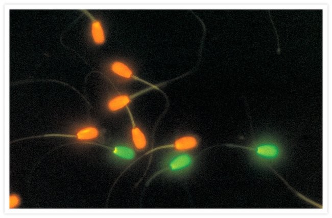 Набор LIVE/DEAD Sperm Viability Kit для флуор. анализа (цитометрия) жизнеспособности клеток сперматозоидов, Thermo FS