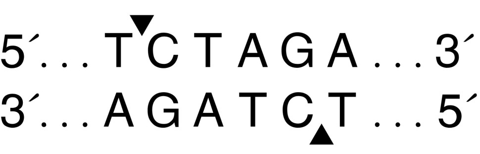 Эндонуклеаза рестрикции XbaI, 20 000 ед/мл, New England Biolabs