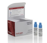 Набор Annexin V Pacific Blue Ready Flow Conjugate, для проточной цитометрии, 2х2,5 мл, 120 тестов, Thermo FS