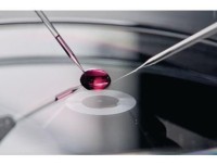 Капилляры Biopsy Tip II, для лазерной биопсии клеток и органел, угол наклона 15°, d внутренний 20 мкм, 25 шт./уп., Eppendorf