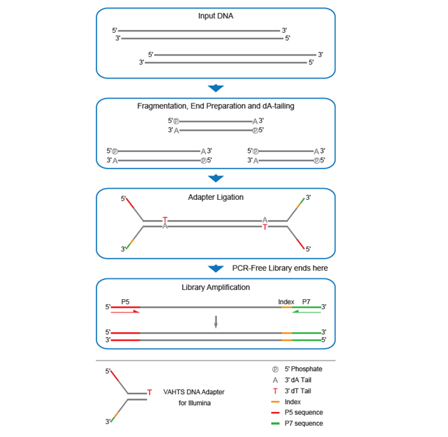 Набор для подготовки NGS библиотек VAHTS Universal DNA Library Prep Kit for Illumina V3, Vazyme, Китай