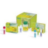 ДНК-полимераза iTaq, термостабильная, 5 ед/мкл, Bio-Rad