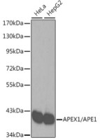 Антитела [KO Validated] APEX1/APE1 кроличьи, поликлональные, ABclonal