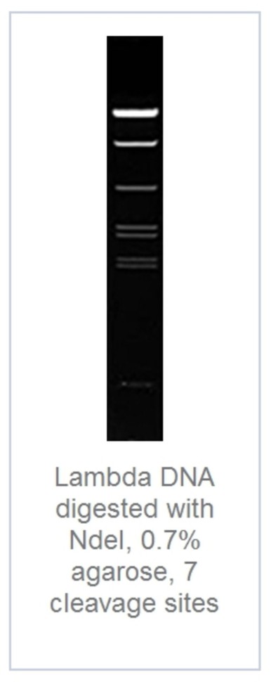 Эндонуклеаза рестрикции NdeI Fast Digest для ускоренного гидролиза ДНК, Fermentas, Thermo FS