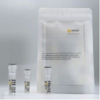 Антитела [KO Validated] APP кроличьи, моноклональные, ABclonal