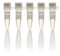 Буфер для ДНК-полимеразы Phi29, 10Х, Thermo FS