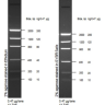 Маркер длин ДНК Low DNA Mass от 100 п.н. до 2000 п.н., 0,1175 мкг/мкл, Thermo FS