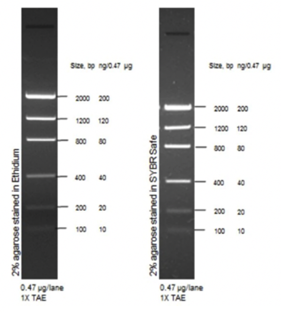 Маркер длин ДНК Low DNA Mass от 100 п.н. до 2000 п.н., 0,1175 мкг/мкл, Thermo FS